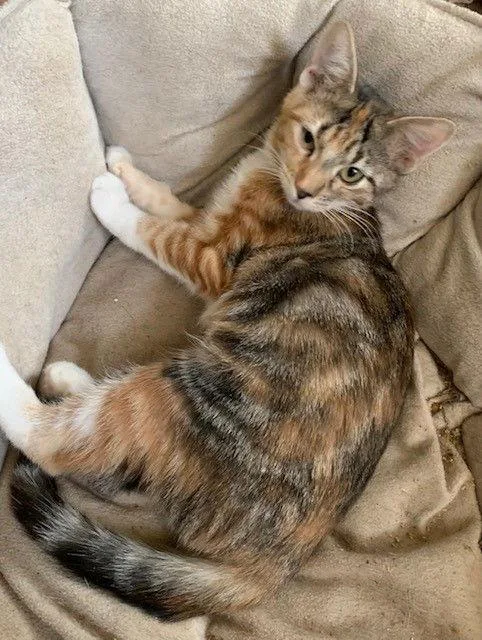 An adult medium-sized female Domestic Short Hair cat named April for adoption in Crescent, OK