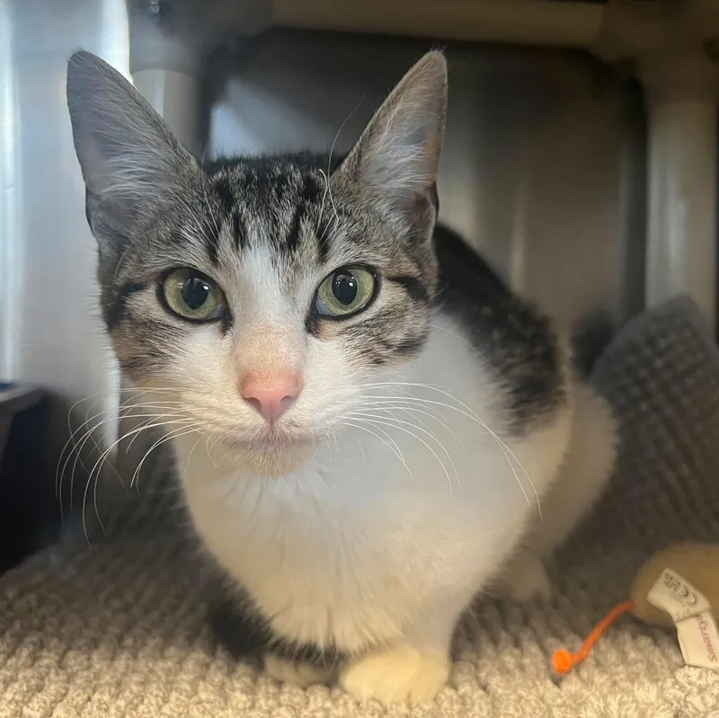A young medium-sized female Domestic Short Hair cat named Katniss for adoption in Sullivan, MO