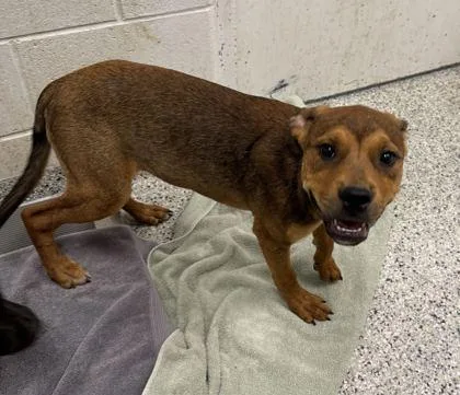 A baby medium-sized male Brown / Chocolate Mixed Breed dog named Crosby for adoption in Kansas City, MO