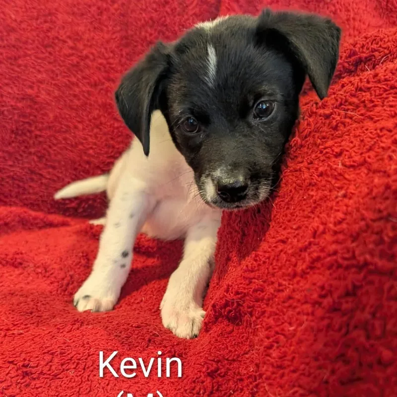 A baby small-sized male Australian Cattle Dog / Blue Heeler dog named Kevin for adoption in Marion, IL