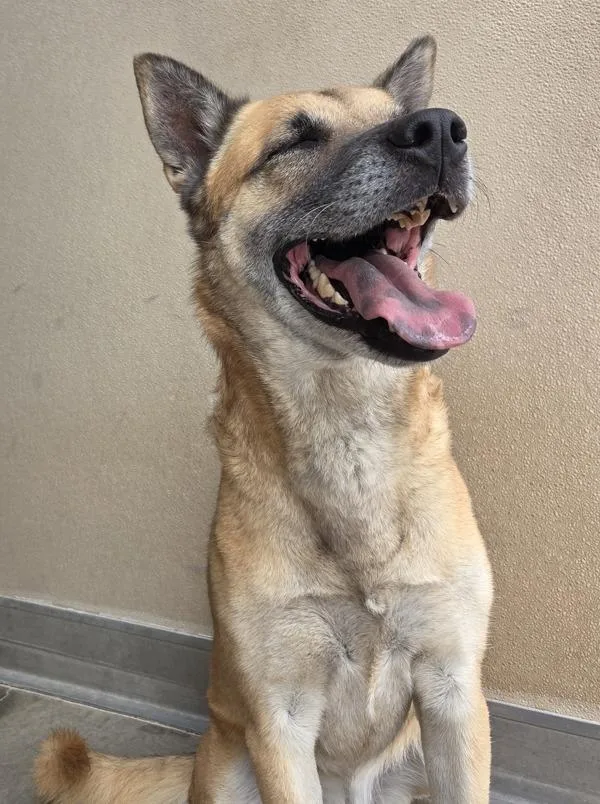 An adult large-sized female Shepherd dog named Shiva for adoption in Rio Rancho, NM