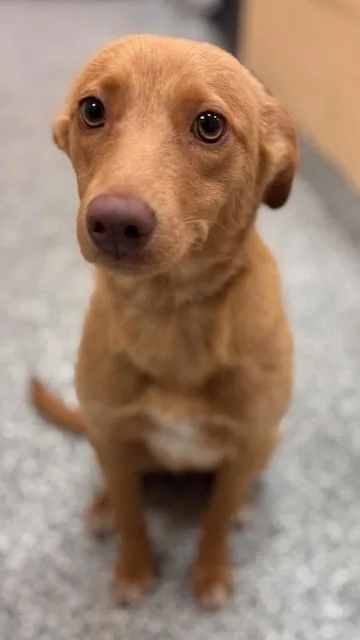 A baby medium-sized female Golden Shepherd dog named Buttercup for adoption in Lambertville, NJ