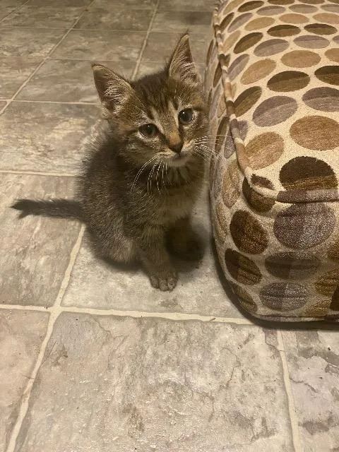 A baby medium-sized female Domestic Medium Hair cat named Kevin for adoption in Little Rock, AR