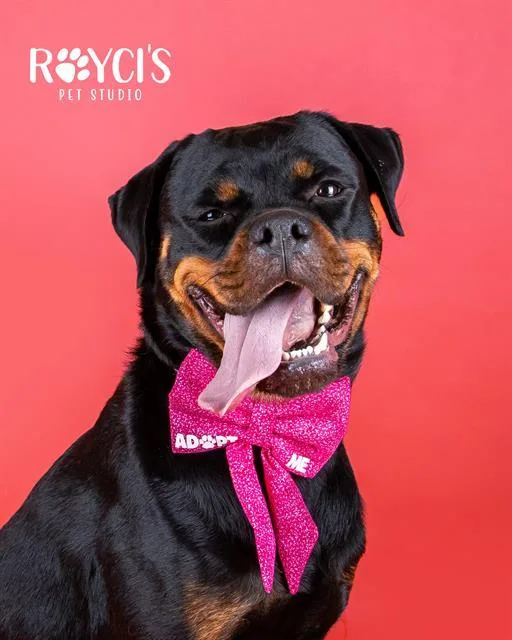 An adult large-sized female Rottweiler dog named Pot Roast for adoption in West Valley City, UT