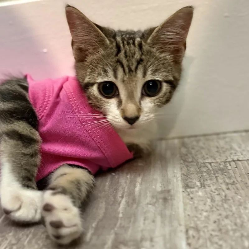 A baby small-sized female Brown / Chocolate Domestic Short Hair cat named London for adoption in Jupiter, FL