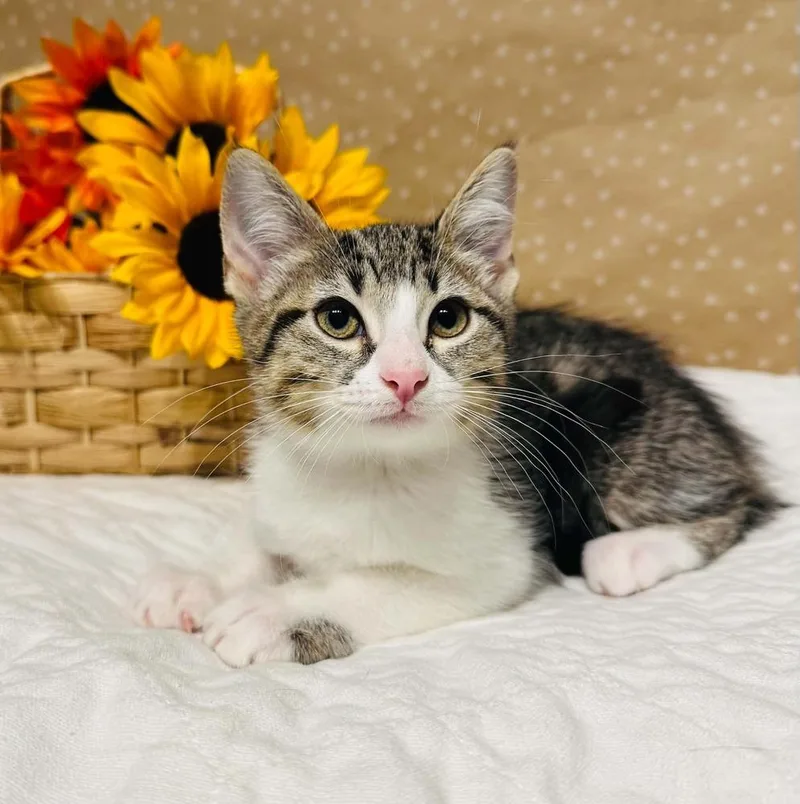 A baby small-sized female Domestic Medium Hair cat named Abigail for adoption in Groveland, MA