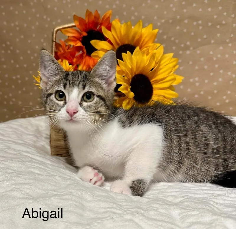 Abigail thumbnail 4