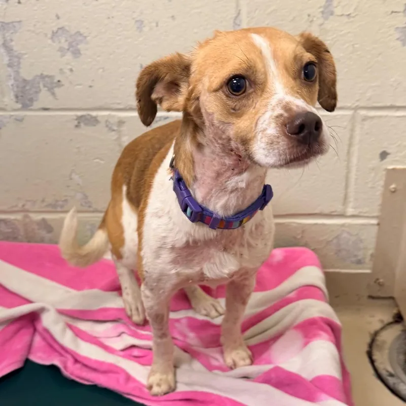 A young small-sized male Yellow / Tan / Blond / Fawn Beagle dog named Mumford for adoption in Indianapolis, IN