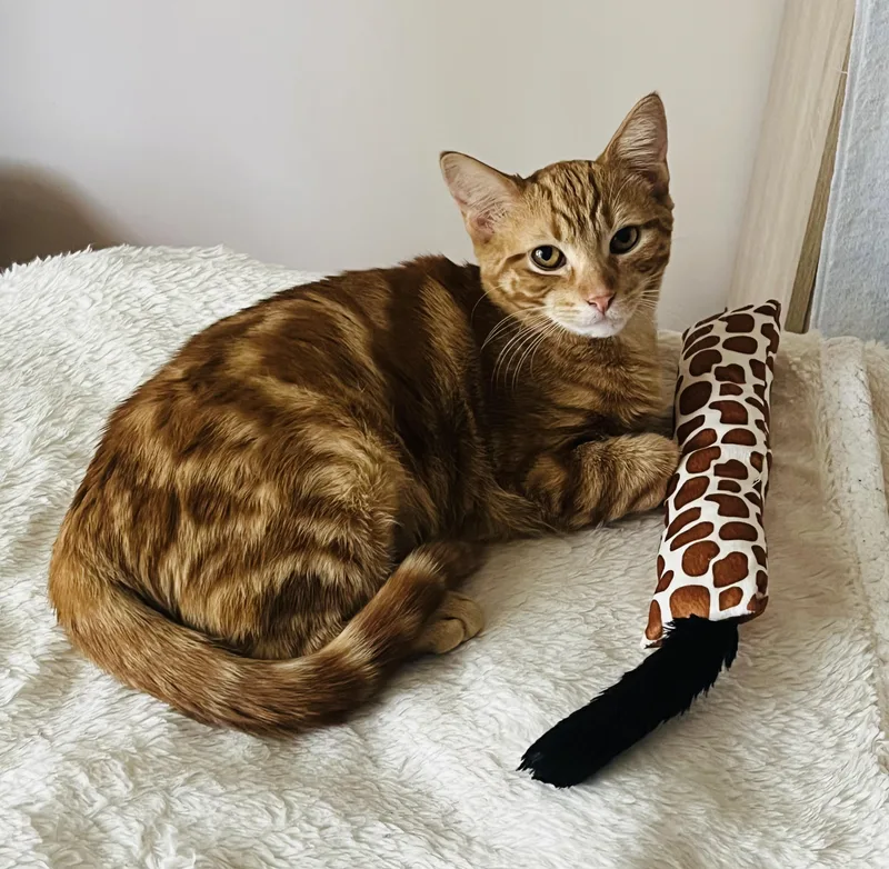 Sunny & Chelsie thumbnail 2