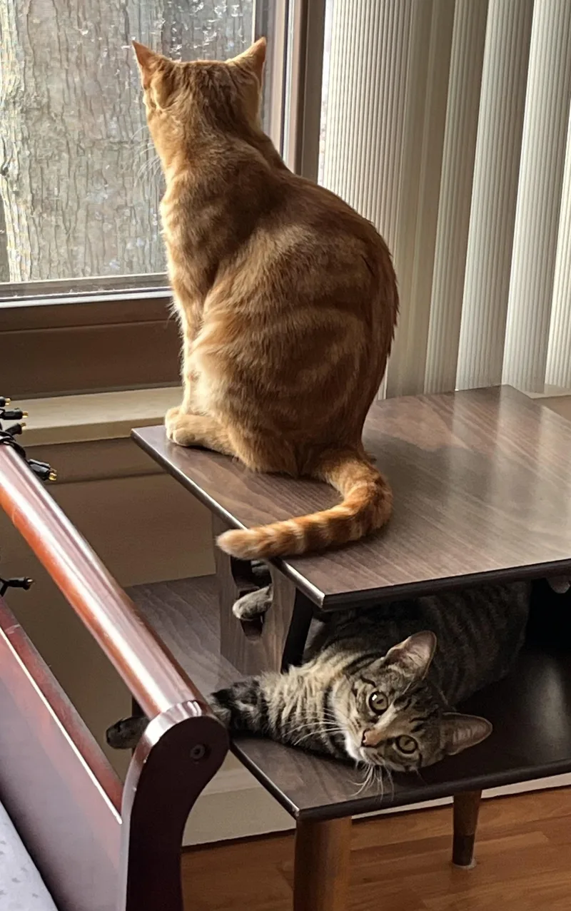 Sunny & Chelsie thumbnail 3