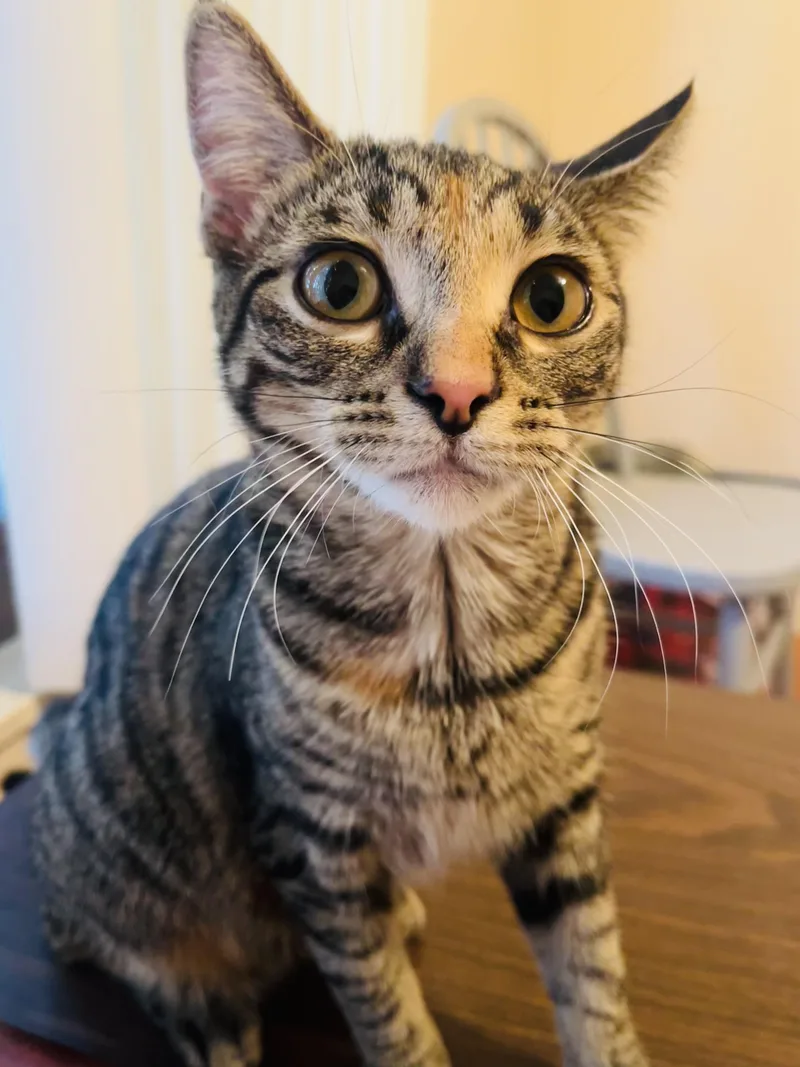 Sunny & Chelsie thumbnail 4