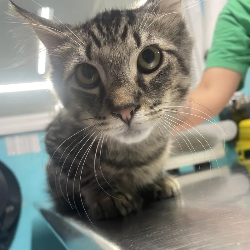 A baby medium-sized male Domestic Long Hair cat named Nemo for adoption in Rocky Mount, VA