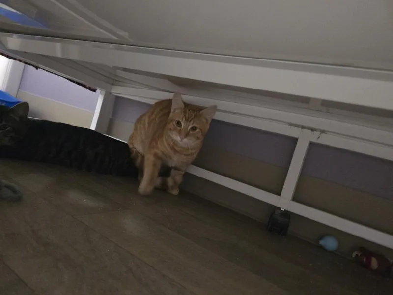 A young medium-sized male Tabby (Orange / Red) Domestic Short Hair cat named Scallywag for adoption in Vancouver, WA