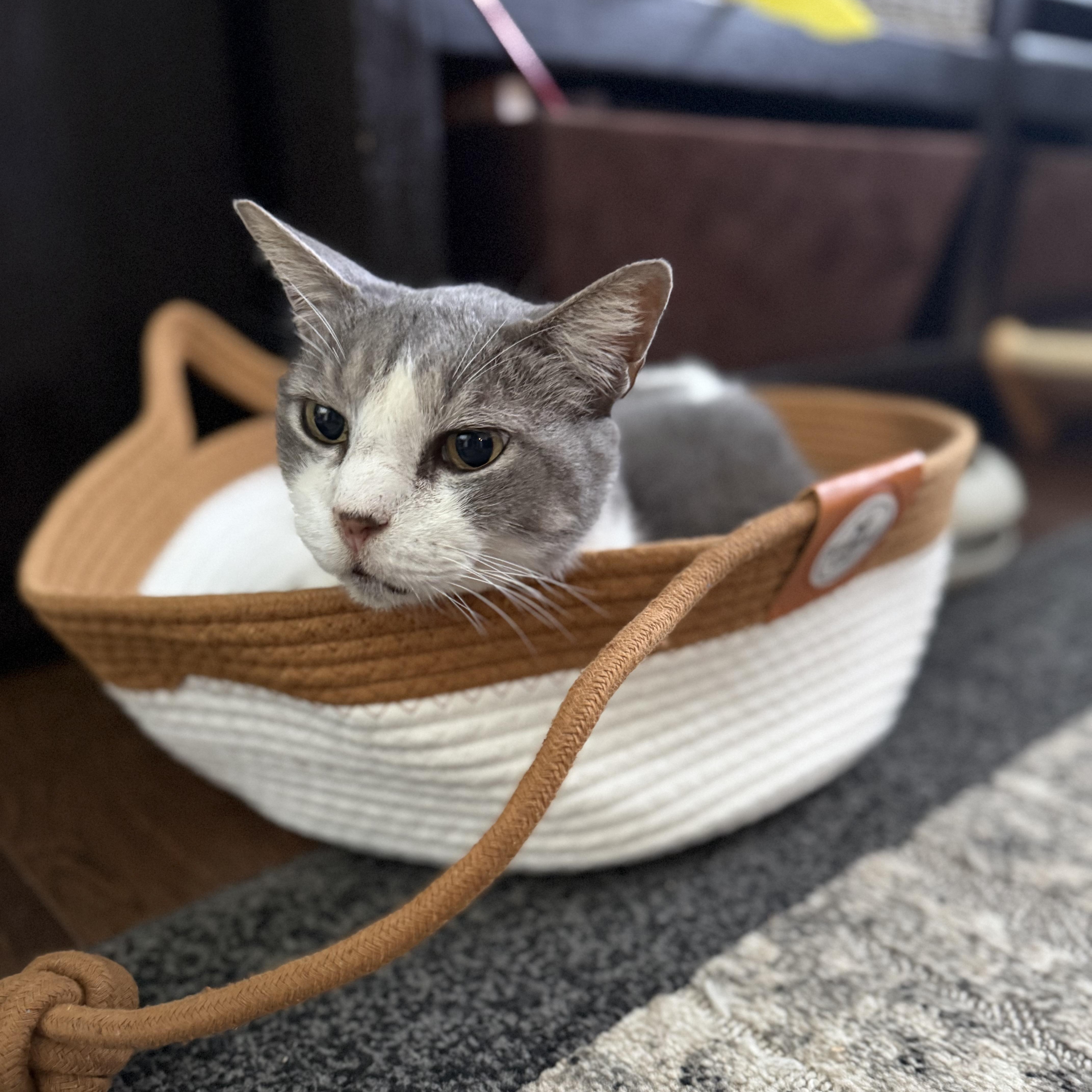 A young medium-sized male Gray & White Domestic Short Hair cat named Leo for adoption in Tampa, FL