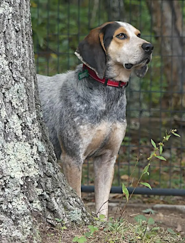 A young medium-sized male Tricolor (Brown, Black, & White) Bluetick Coonhound dog named Hooch  Sponsored for adoption in Monterey, VA