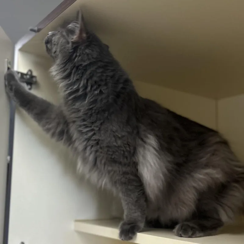 A young large-sized male Gray / Blue / Silver Domestic Long Hair cat named Corey for adoption in La Grange, KY