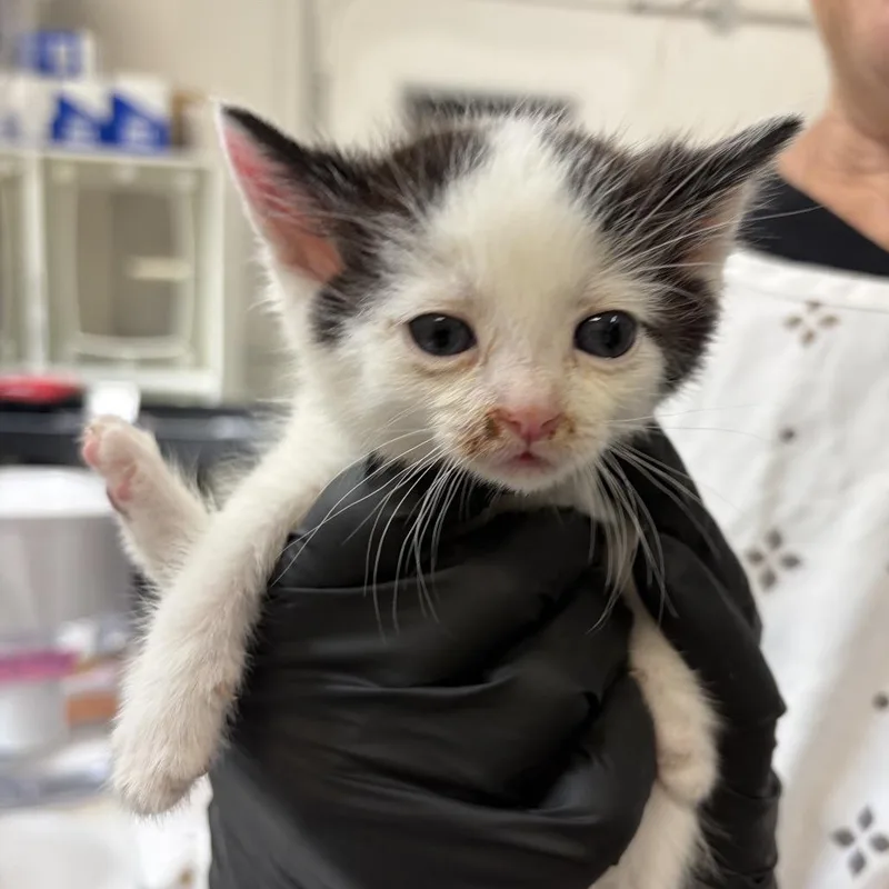 A baby small-sized male White Domestic Short Hair cat named Milkshake for adoption in Long Beach, CA