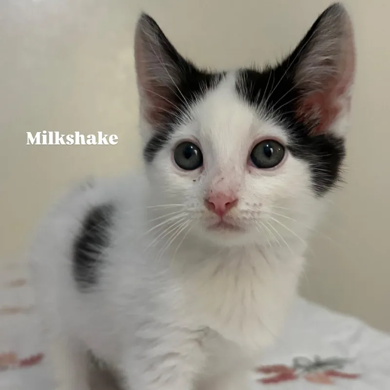 Milkshake thumbnail 2
