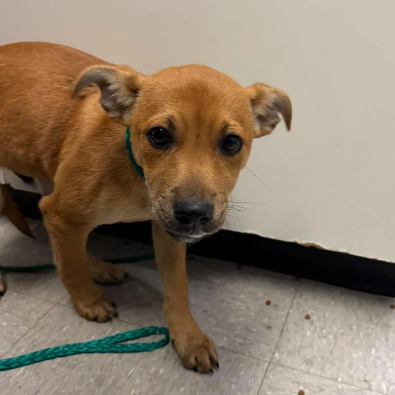 A baby small-sized male Yellow / Tan / Blond / Fawn Shepherd dog named Nugget for adoption in Bastrop, TX