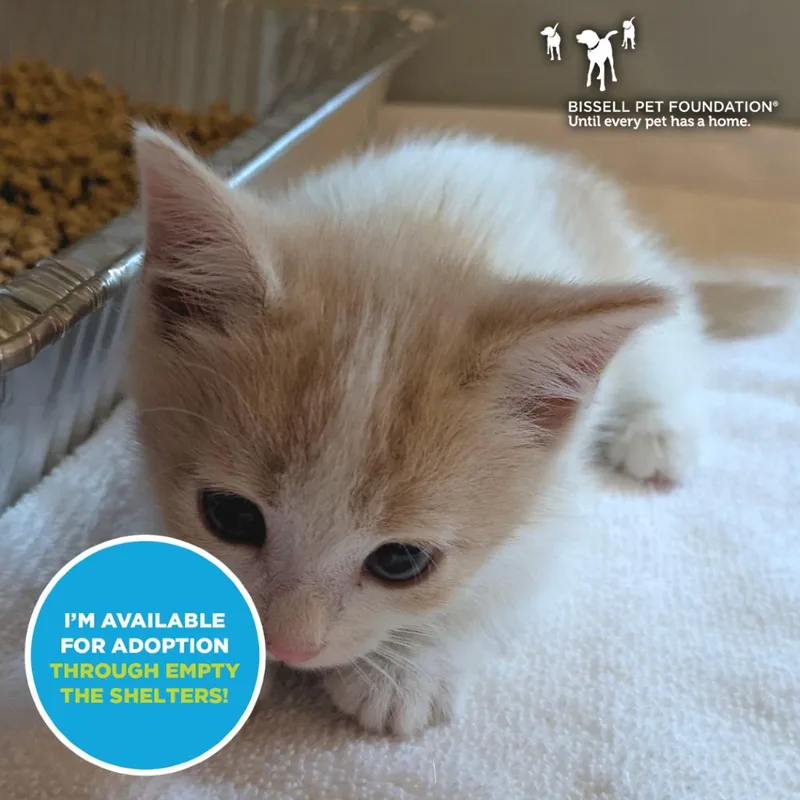 A baby small-sized female Buff / Tan / Fawn Domestic Short Hair cat named Wotan for adoption in Chicago, IL
