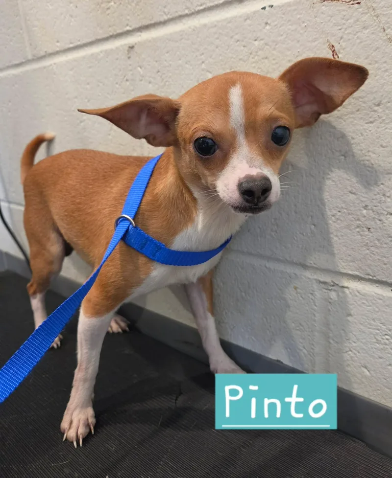 An adult small-sized male Golden Chihuahua dog named Pinto for adoption in Sparta, WI