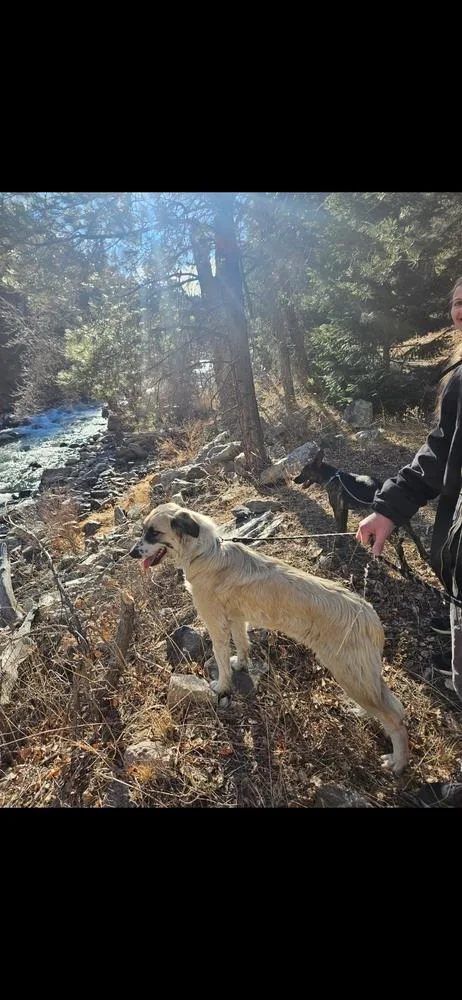 Bella Aka Winter thumbnail 2