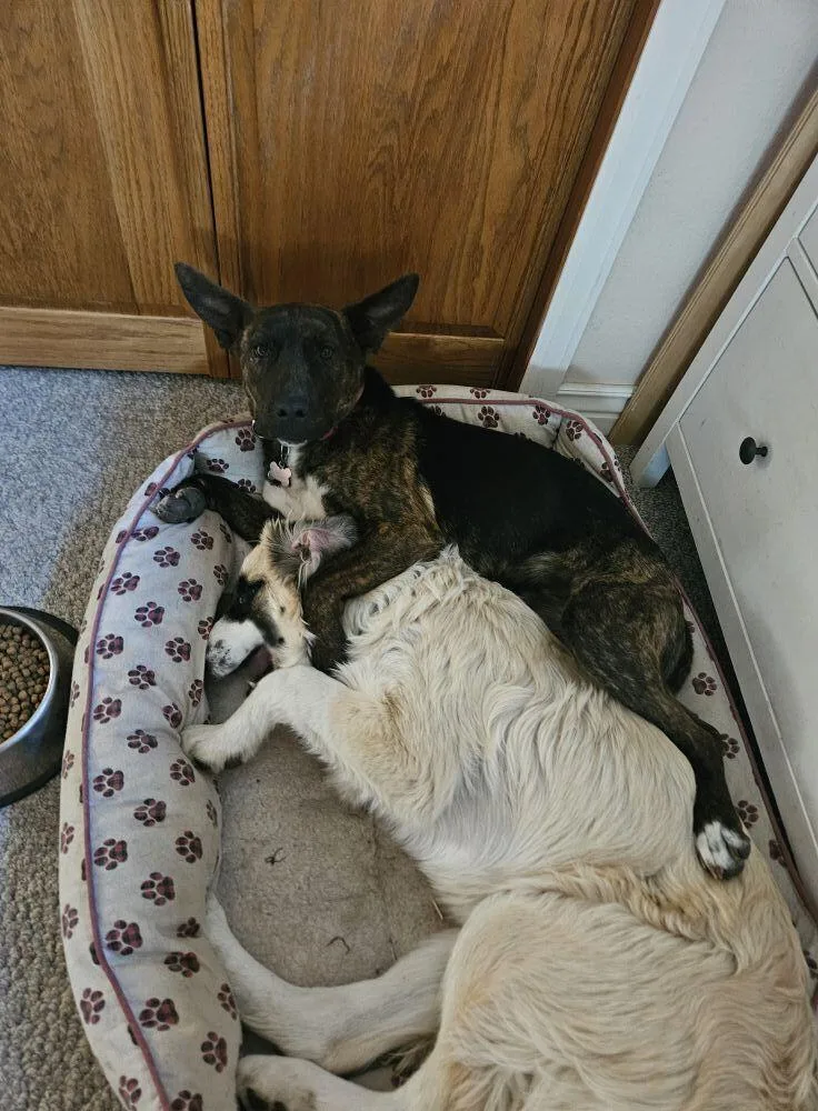 Bella Aka Winter thumbnail 4