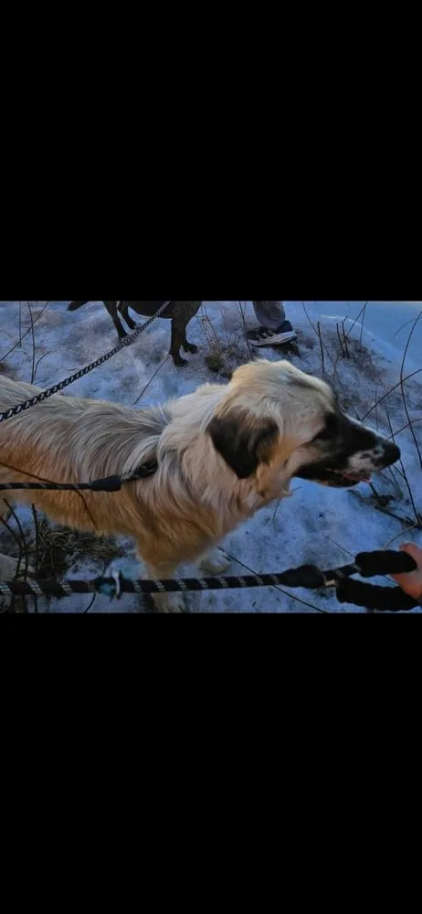 Bella Aka Winter thumbnail 5