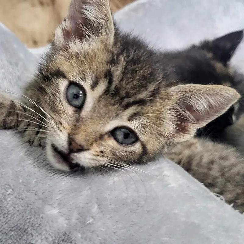A baby medium-sized male Tabby (Brown / Chocolate) Domestic Short Hair cat named Vaughn for adoption in Minneapolis, MN
