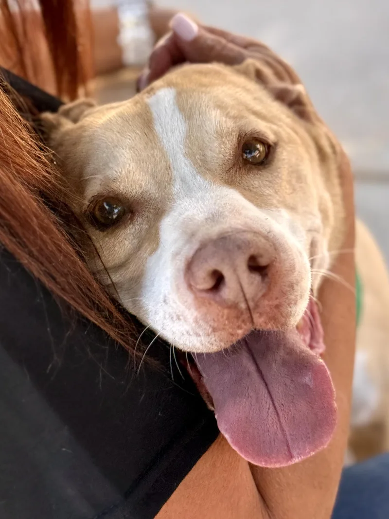 An adult medium-sized male Yellow / Tan / Blond / Fawn Pit Bull Terrier dog named Austin for adoption in El Paso, TX