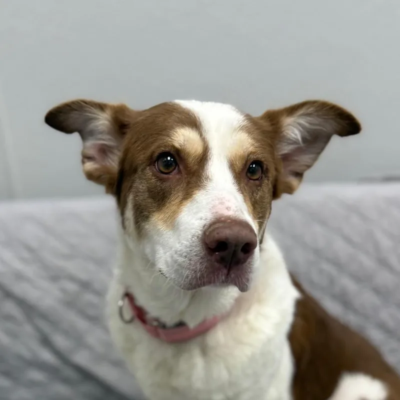 An adult medium-sized female Brown / Chocolate Australian Shepherd dog named Bethany for adoption in Monticello, IA