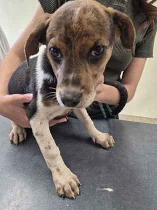 A young medium-sized male Mixed Breed dog named Toby for adoption in Clarks Summit, PA