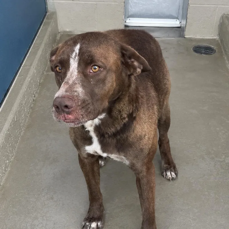 An adult medium-sized male Labrador Retriever dog named Garner for adoption in Kingman, AZ