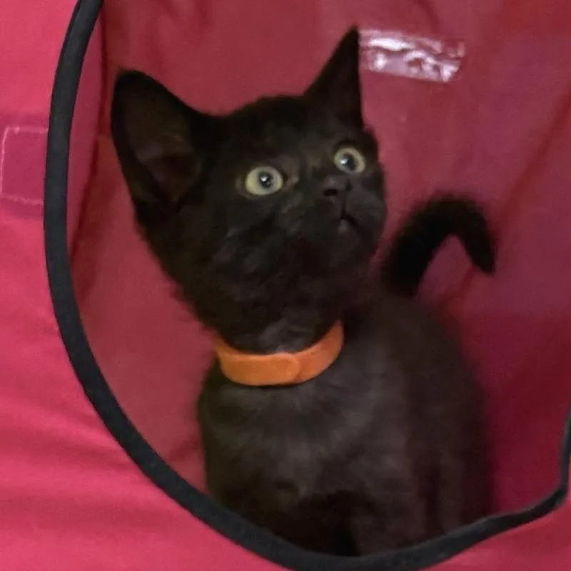 A baby small-sized male Black Domestic Short Hair cat named F&F: Fulton for adoption in Falls Church, VA