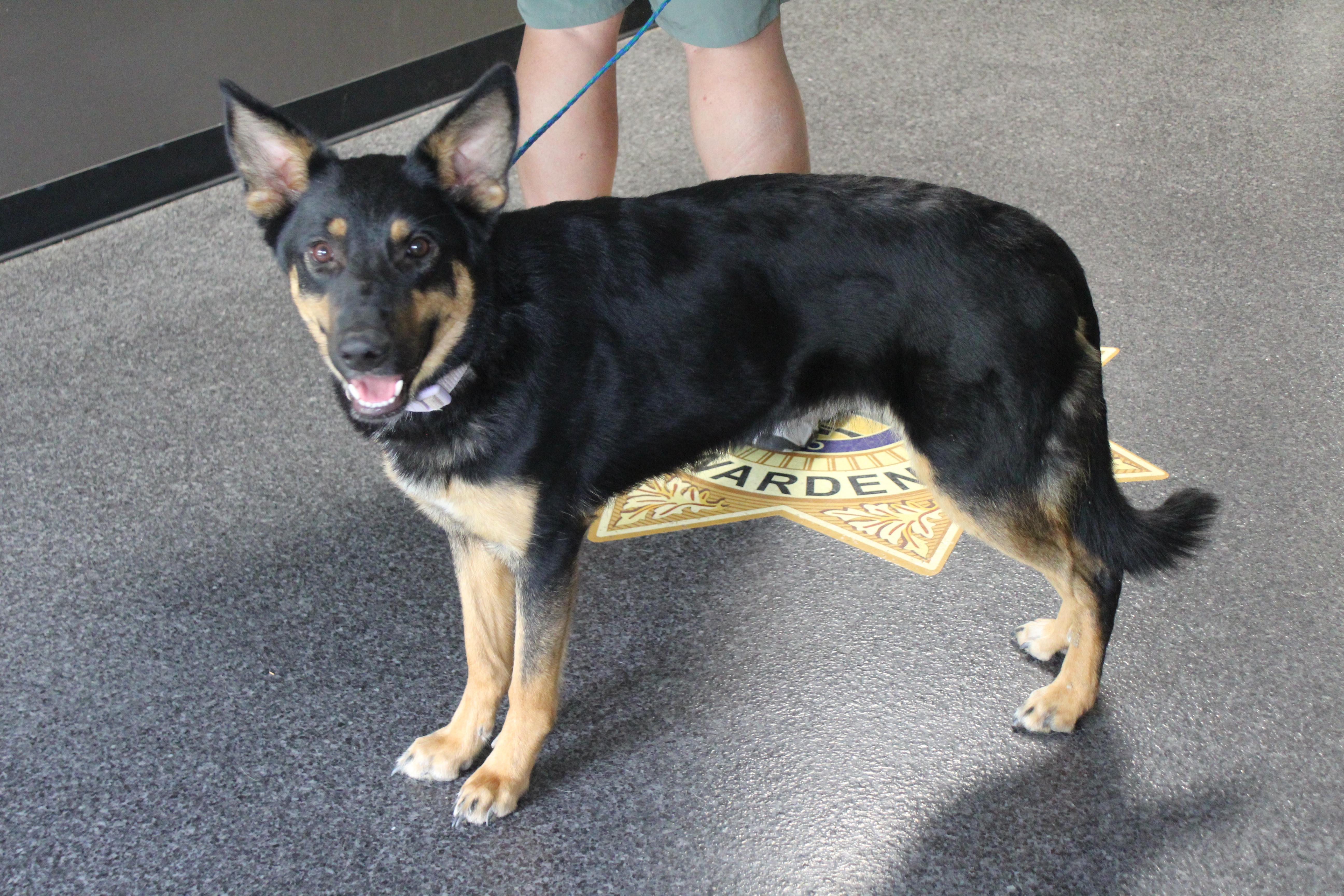 A young medium-sized female Black Shepherd dog named Stella for adoption in Heath, OH