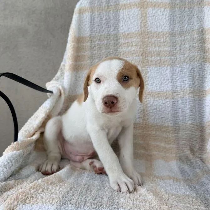 A baby small-sized male White / Cream Terrier dog named Thingamajig for adoption in Carencro, LA