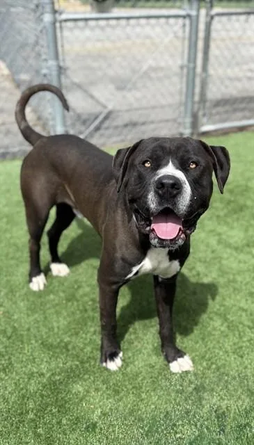 An adult extra large-sized male Pit Bull Terrier dog named Midnight for adoption in Castaic, CA