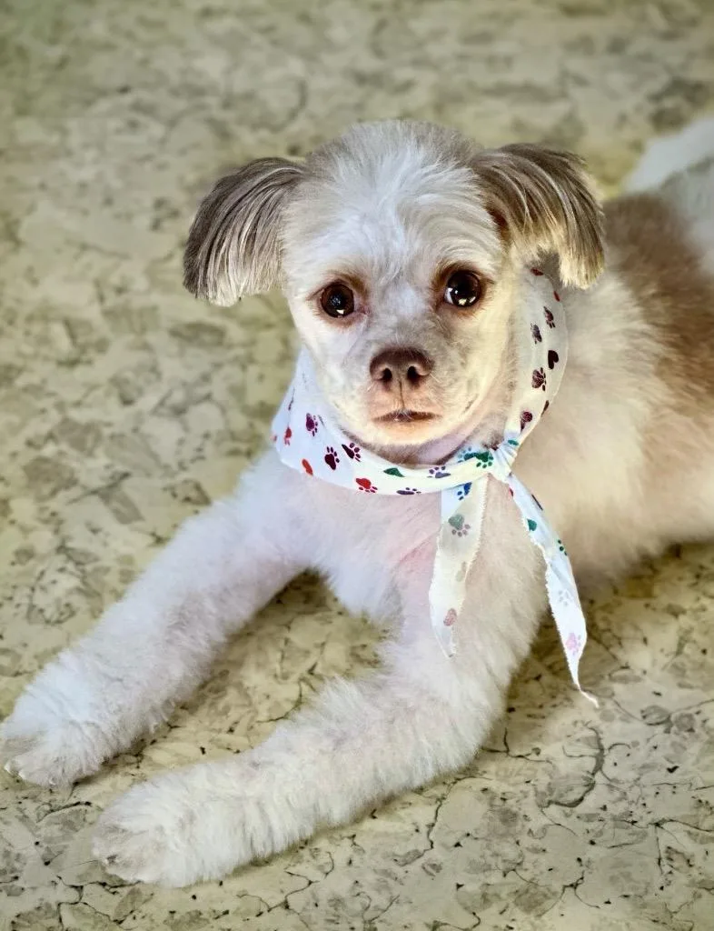 Panni  Special Needs thumbnail 5