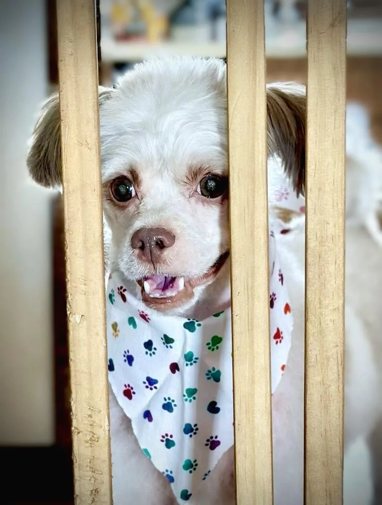 Panni  Special Needs thumbnail 6