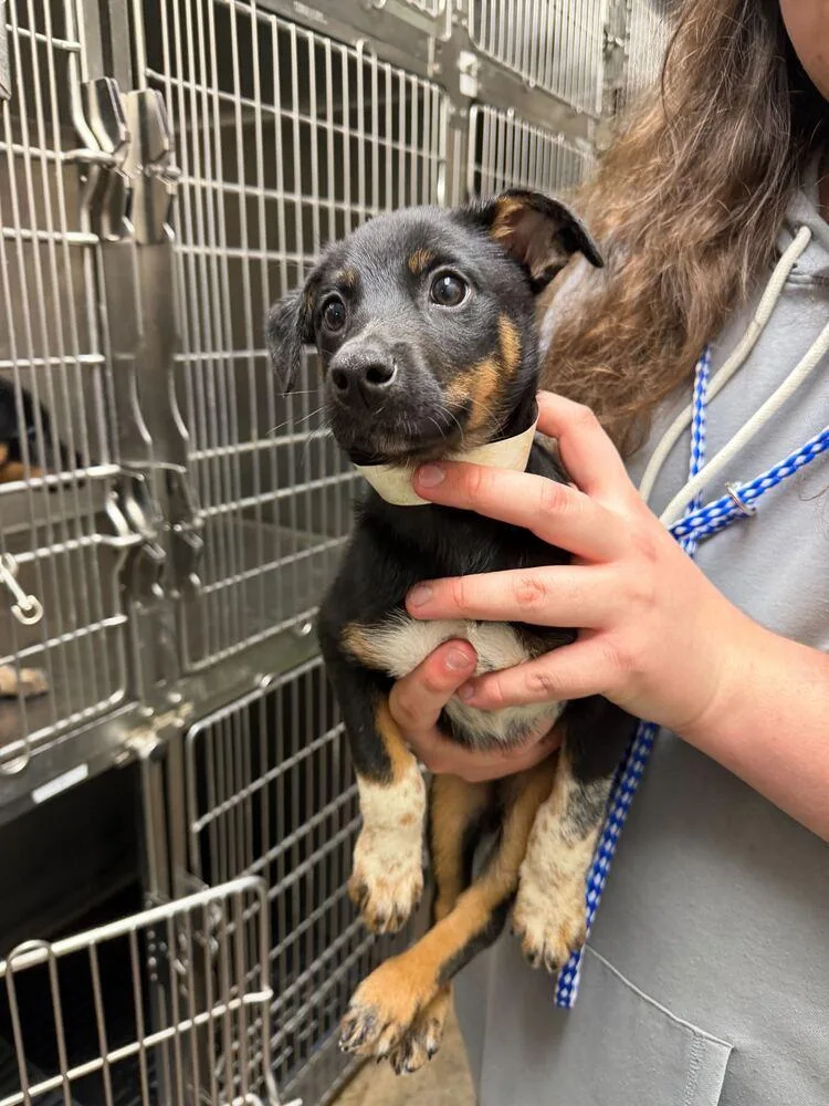 A baby small-sized female Labrador Retriever dog named Gelato for adoption in Marietta, GA