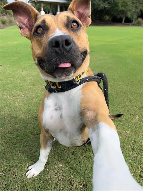 An adult large-sized female American Staffordshire Terrier dog named Peaches for adoption in Brunswick, GA