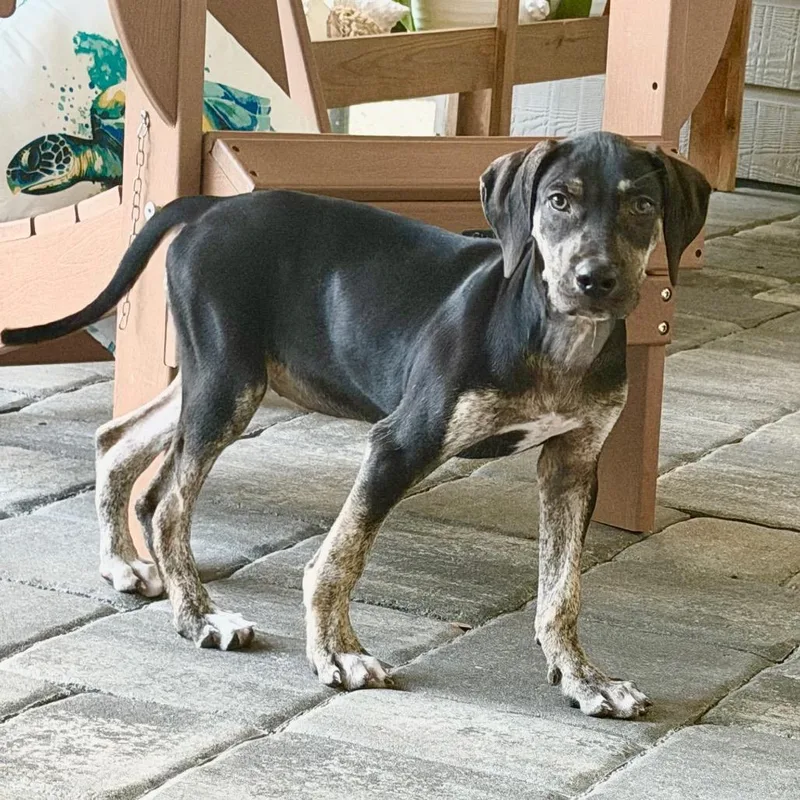 A baby medium-sized female Black Hound dog named Lola for adoption in Sarasota, FL