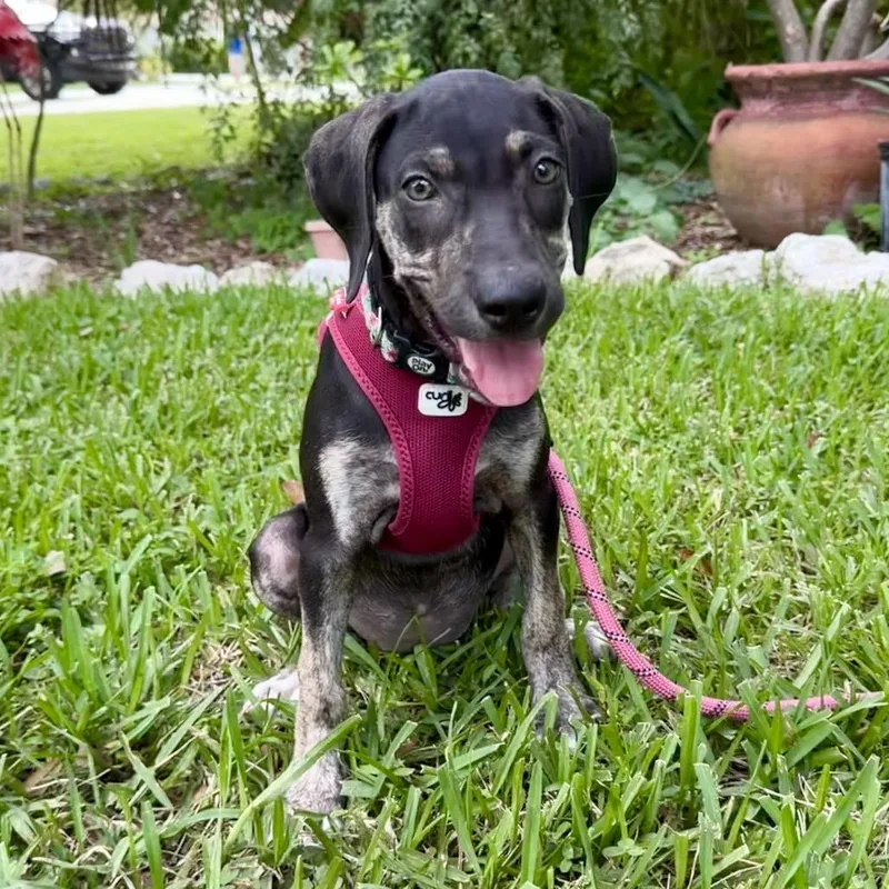 Lola thumbnail 4