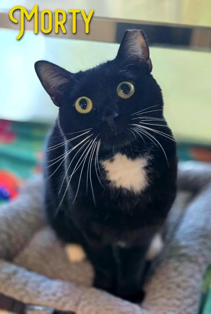 An adult small-sized male Domestic Short Hair cat named Morty for adoption in Blountville, TN
