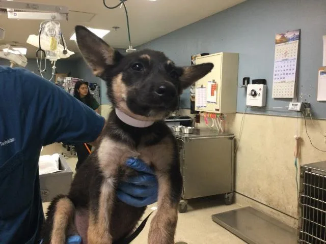 A baby small-sized male German Shepherd Dog dog named Takis for adoption in Riverside, CA