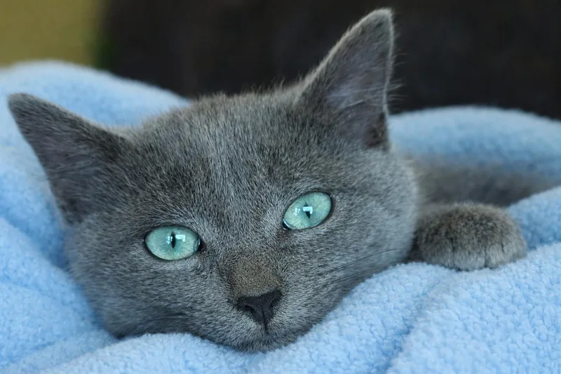 A baby medium-sized male Gray / Blue / Silver Russian Blue cat named Benito for adoption in Lemoyne, PA