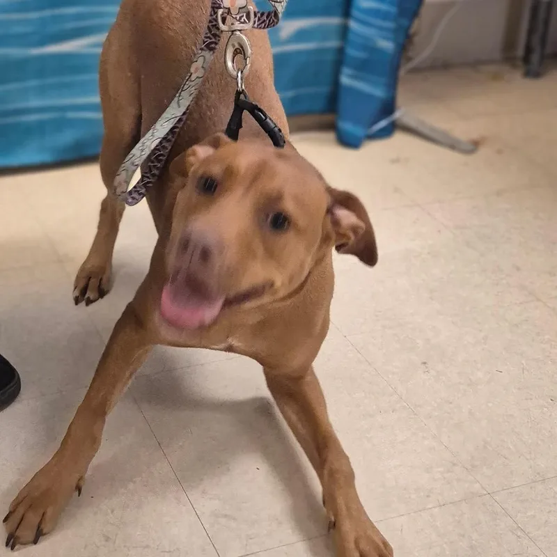 A young medium-sized male Yellow / Tan / Blond / Fawn Mixed Breed dog named Tucker for adoption in Lake Panasoffkee, FL