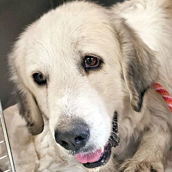 An adult medium-sized female Great Pyrenees dog named Maggie for adoption in Des Moines, IA
