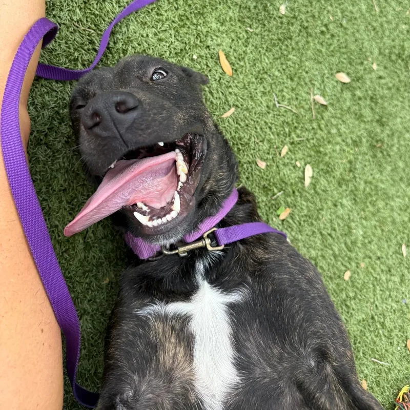 A young large-sized male Brown / Chocolate Mixed Breed dog named Dakota for adoption in Sarasota, FL