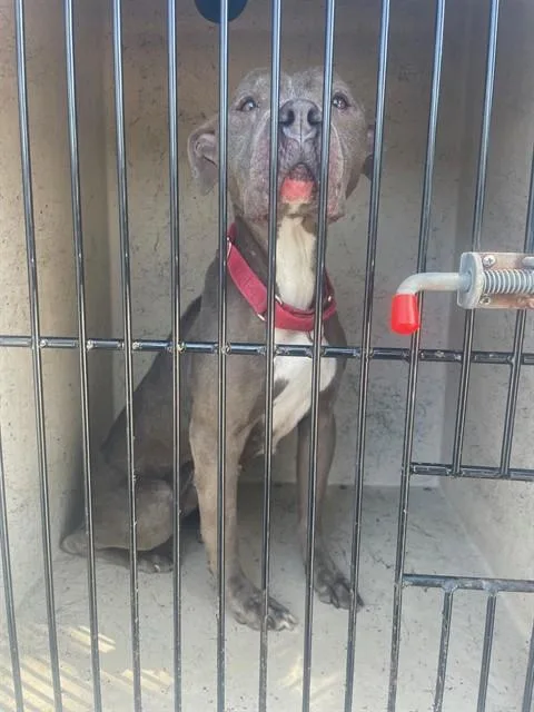 An adult medium-sized female Pit Bull Terrier dog named Britney Spears for adoption in Saint Cloud, FL